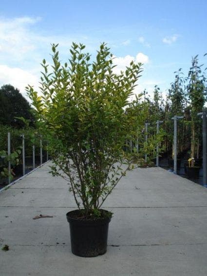 Liguster (Ligustrum Ovalifolium 'Aureum')