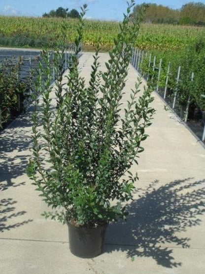  Liguster (Ligustrum Vulgare 'Atrovirens')