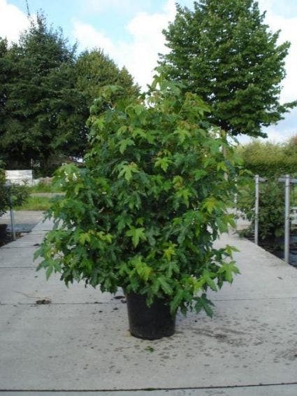  Amberboom Als Struik (Liquidambar Styraciflua)