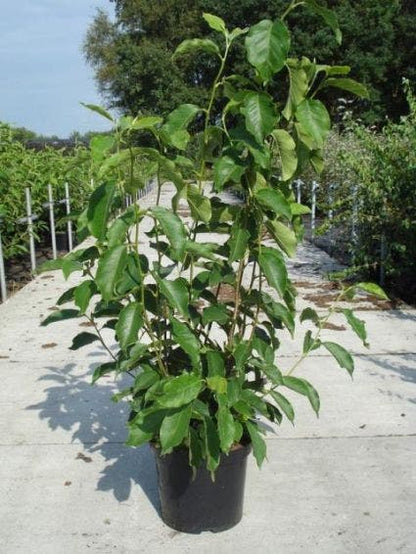  Beverboom Als Struik (Magnolia Soulangeana)