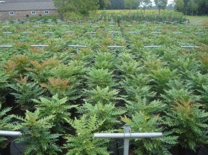  Mahoniestruik (Mahonia Media 'Winter Sun')