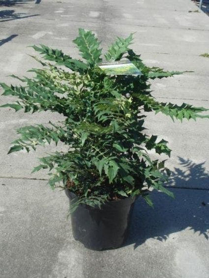  Mahoniestruik (Mahonia Media 'Winter Sun')