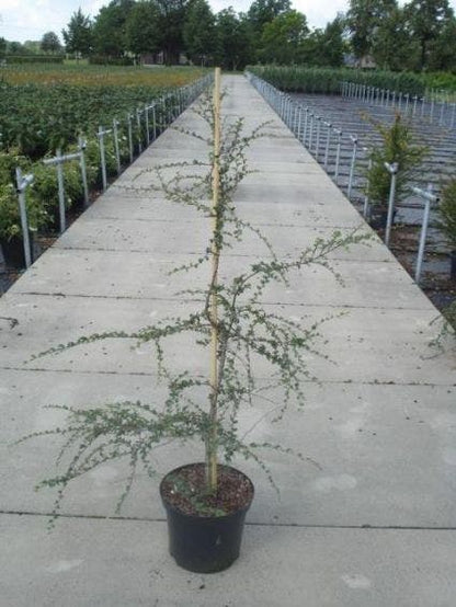  Schijnbeuk (Nothofagus Antarctica)