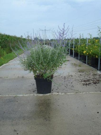  Reuzenlavendel (Perovskia Atriplicifolia 'Blue Spire')