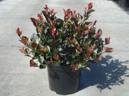  Glansmispel (Photinia Fraseri 'Little Red Robin')