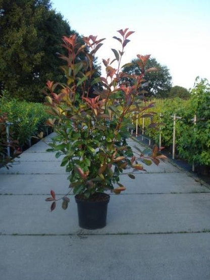 Glansmispel (Photinia Fraseri 'Red Robin')