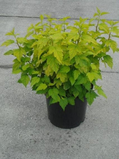  Blaasspirea (Physocarpus Opulifolius 'Diabolo')