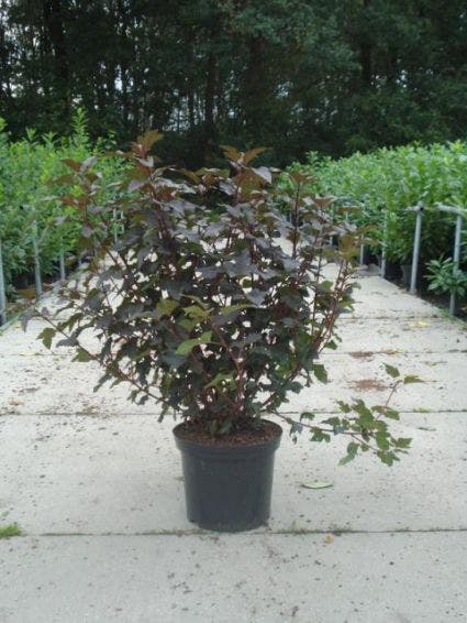  Blaasspirea (Physocarpus Opulifolius 'Diabolo')