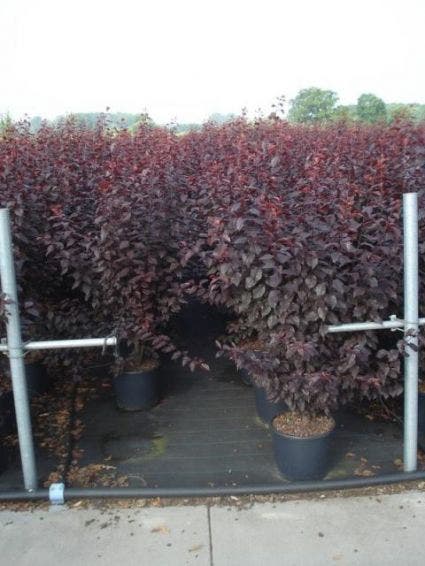  Rode Kerspruim Als Struik (Prunus Cerasifera 'Nigra')