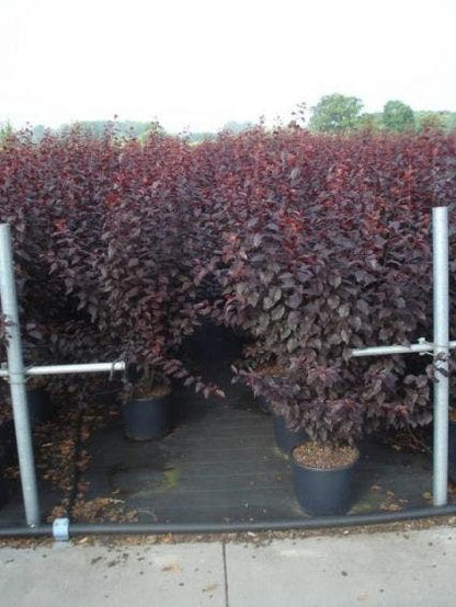  Rode Kerspruim Als Struik (Prunus Cerasifera 'Nigra')