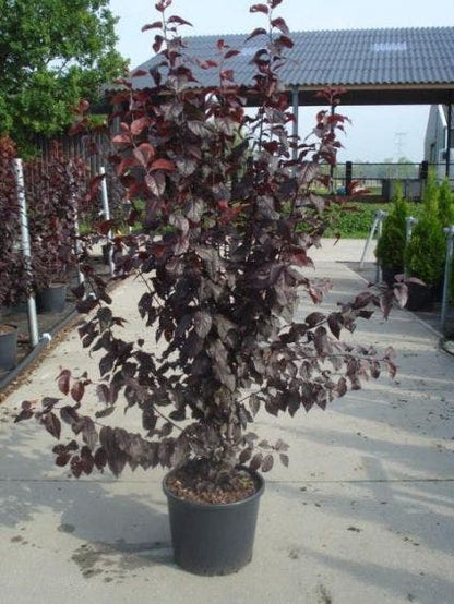  Rode Kerspruim Als Struik (Prunus Cerasifera 'Nigra')