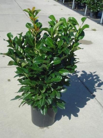  Laurier (Prunus Laurocerasus 'Rotundifolia')