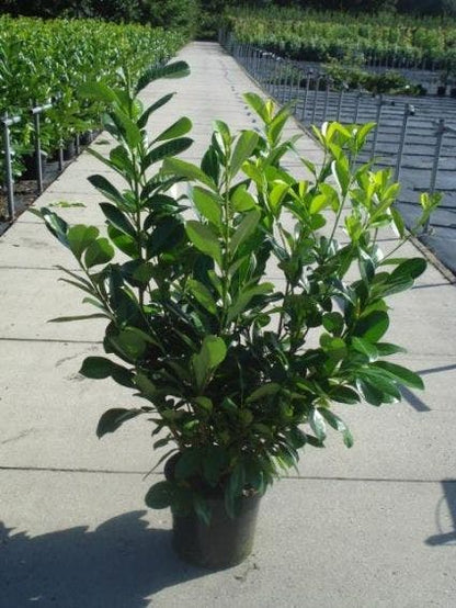  Laurier (Prunus Laurocerasus 'Rotundifolia')