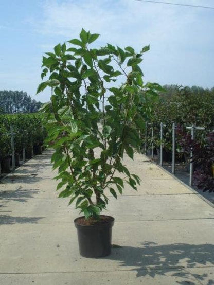  Sierkers, Struikvorm (Prunus Serrulata 'Kanzan')