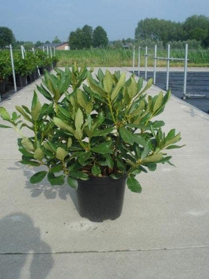  Rhododendron (Rhododendron 'Nova Zembla')