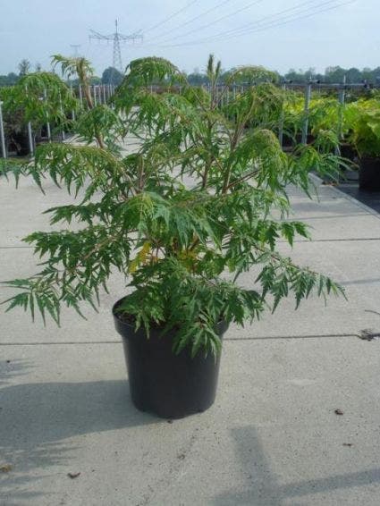  Fluweelboom, Struik (Rhus Typhina 'Dissecta' (Laciniata))