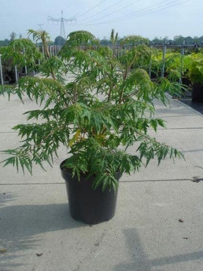  Fluweelboom, Struik (Rhus Typhina 'Dissecta' (Laciniata))