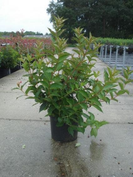  Weigela (Weigela 'Bristol Ruby')