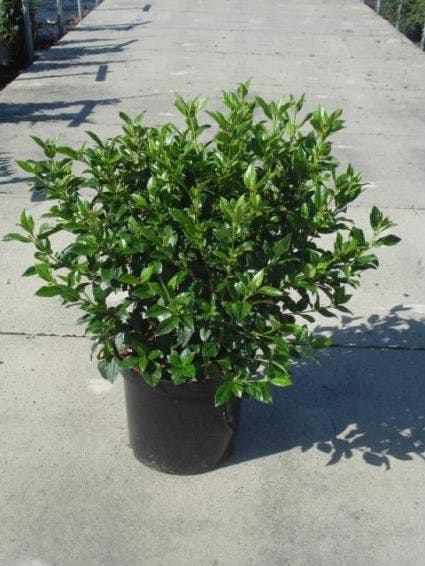  Groenblijvende Sneeuwbal (Viburnum Tinus 'Eve Price')