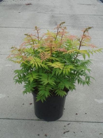  Lijsterbesspirea (Sorbaria Sorbifolia 'Sem')
