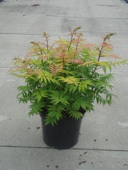  Lijsterbesspirea (Sorbaria Sorbifolia 'Sem')