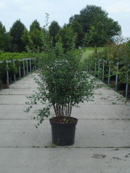  Spierstruik (Spiraea Vanhouttei)