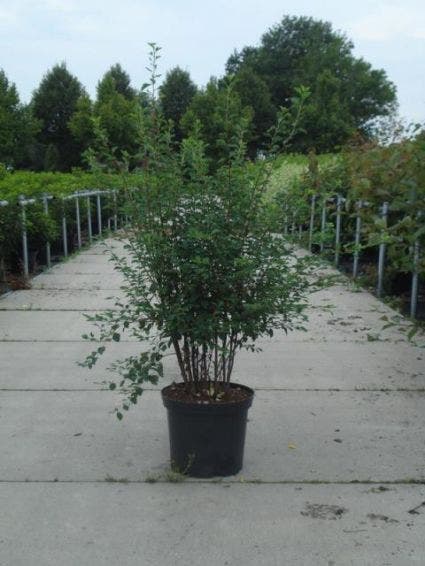  Spierstruik (Spiraea Vanhouttei)