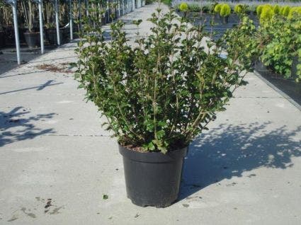  Dwerg Sering (Syringa Meyeri 'Palibin')
