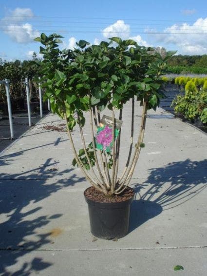  Sering (Syringa Vulgaris 'Andenken An Ludwig Spath')