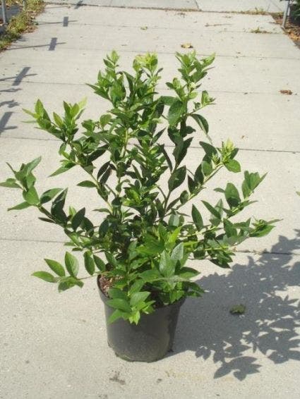  Bosbes (Vaccinium Corymbosum)