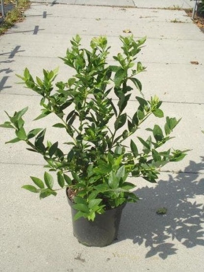  Bosbes (Vaccinium Corymbosum)