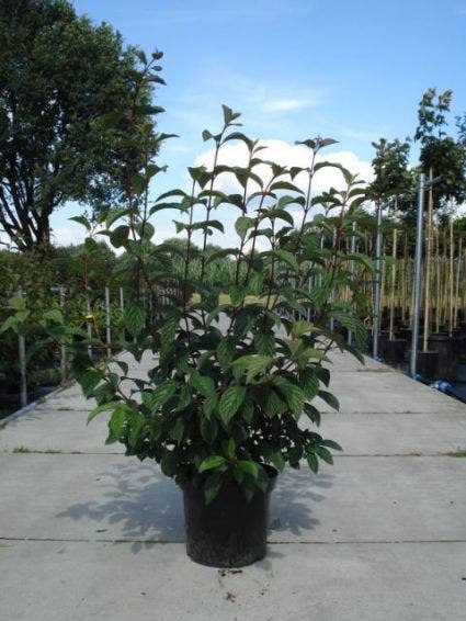  Sneeuwbal (Viburnum Bodnantense 'Dawn')