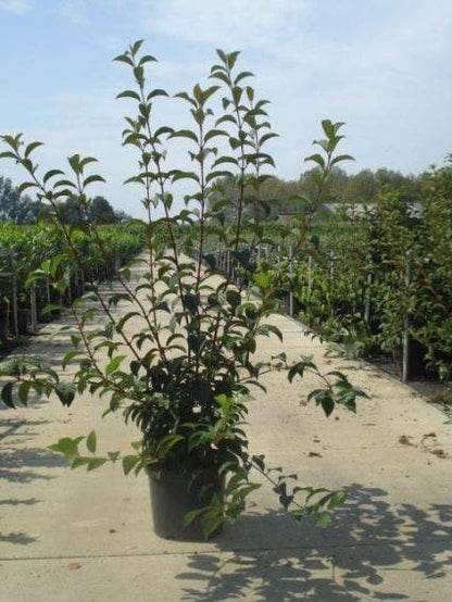  Sneeuwbal (Viburnum Bodnantense 'Charles Lamont')
