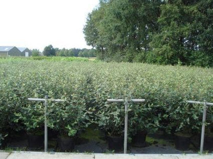  Sneeuwbal (Viburnum Burkwoodii)
