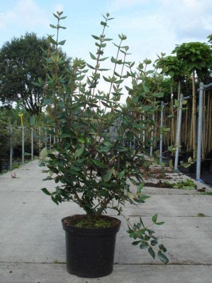  Sneeuwbal (Viburnum Burkwoodii)