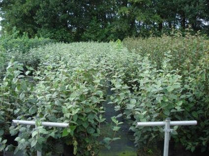  Sneeuwbal (Viburnum Carlcephalum)