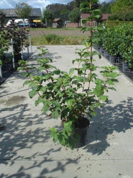  Sneeuwbal (Viburnum Opulus 'Roseum')