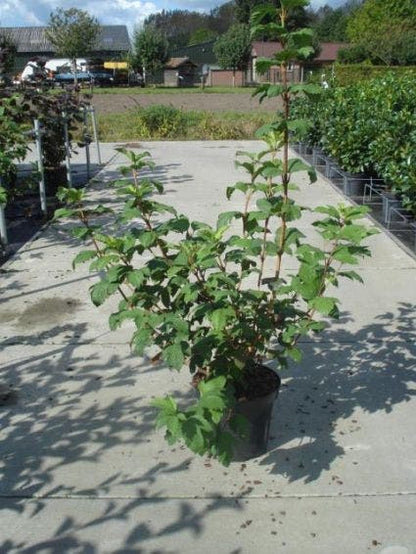  Sneeuwbal (Viburnum Opulus 'Roseum')