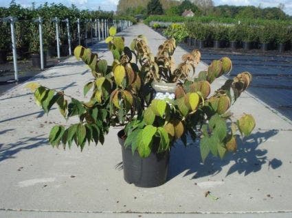  Sneeuwbal (Viburnum Plicatum 'Mariesii')