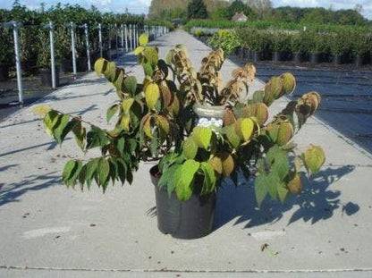  Sneeuwbal (Viburnum Plicatum 'Mariesii')