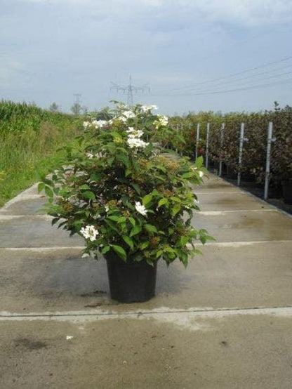  Sneeuwbal (Viburnum Plicatum 'Watanabe')