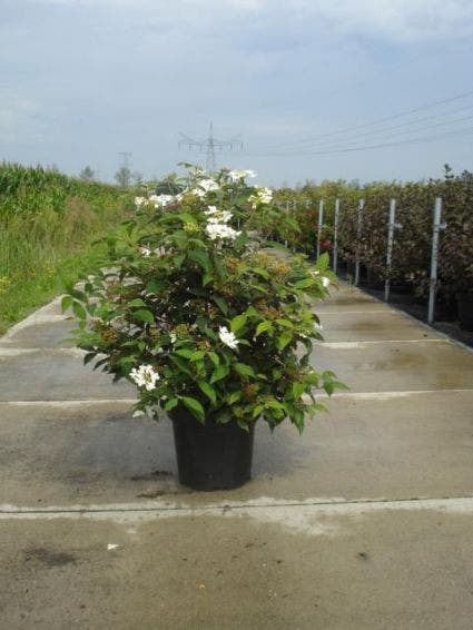  Sneeuwbal (Viburnum Plicatum 'Watanabe')