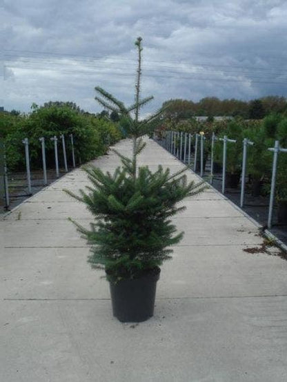  Koreaanse Zilverspar (Abies Koreana)