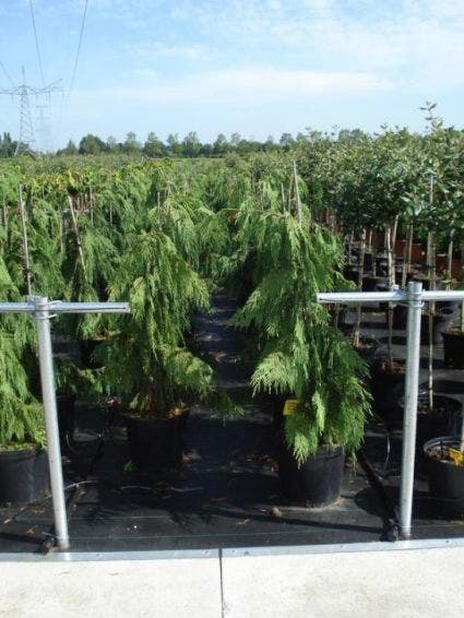  Cypres (Chamaecyparis Nootkatensis 'Pendula')