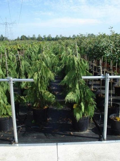  Cypres (Chamaecyparis Nootkatensis 'Pendula')