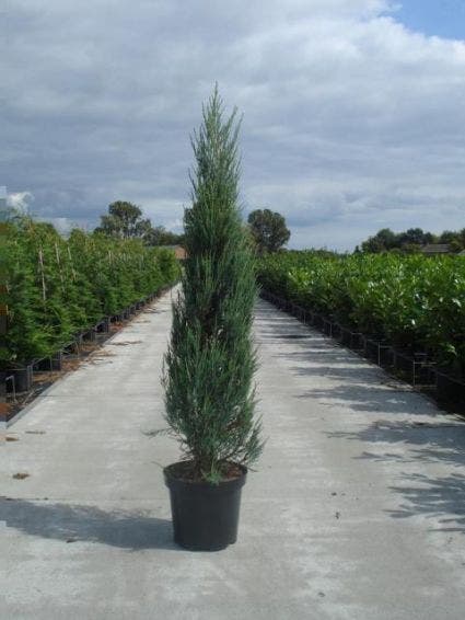 Jeneverbes (Juniperus Scopulorum 'Blue Arrow')