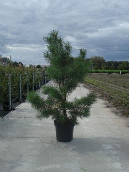  Grove Den, Solitair (Pinus Sylvestris)