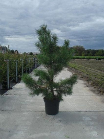  Grove Den, Solitair (Pinus Sylvestris)