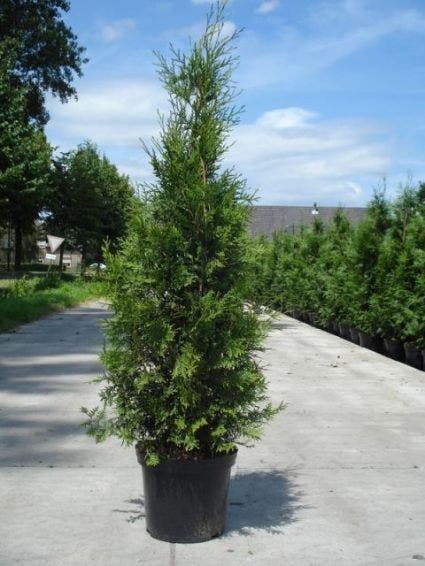  Groene Haagconifeer (Thuja Occidentalis 'Brabant')