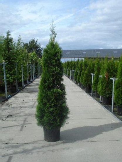 Westerse Levensboom (Thuja Occidentalis 'Smaragd')